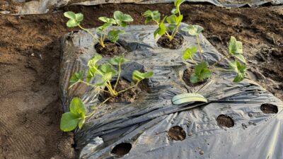 【はじめての野菜育て①】近所のシェア畑でお世話をスタート！