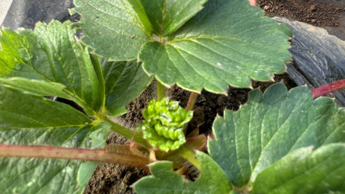 【はじめての野菜育て②】まずは形から入る